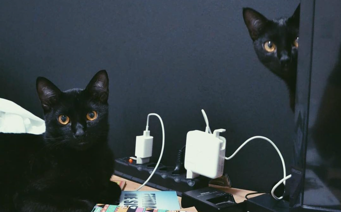 Moving to Germany with pets